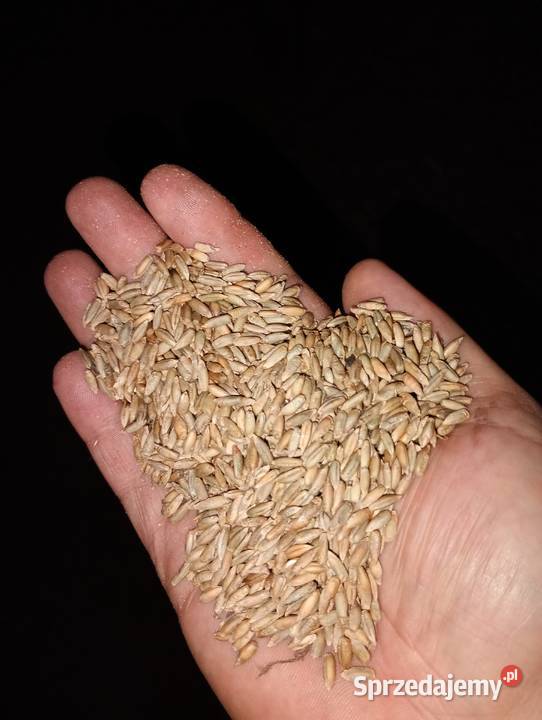 Sprzedam żyto na pasze Szczuczyn