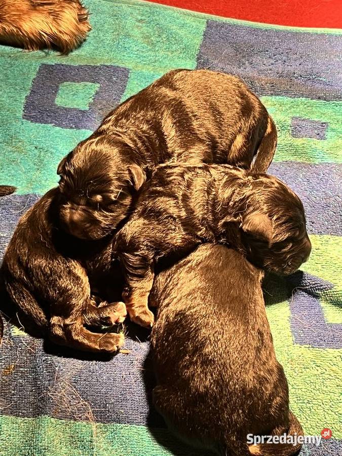 Szczenięta owczarka niemieckiego zkwp