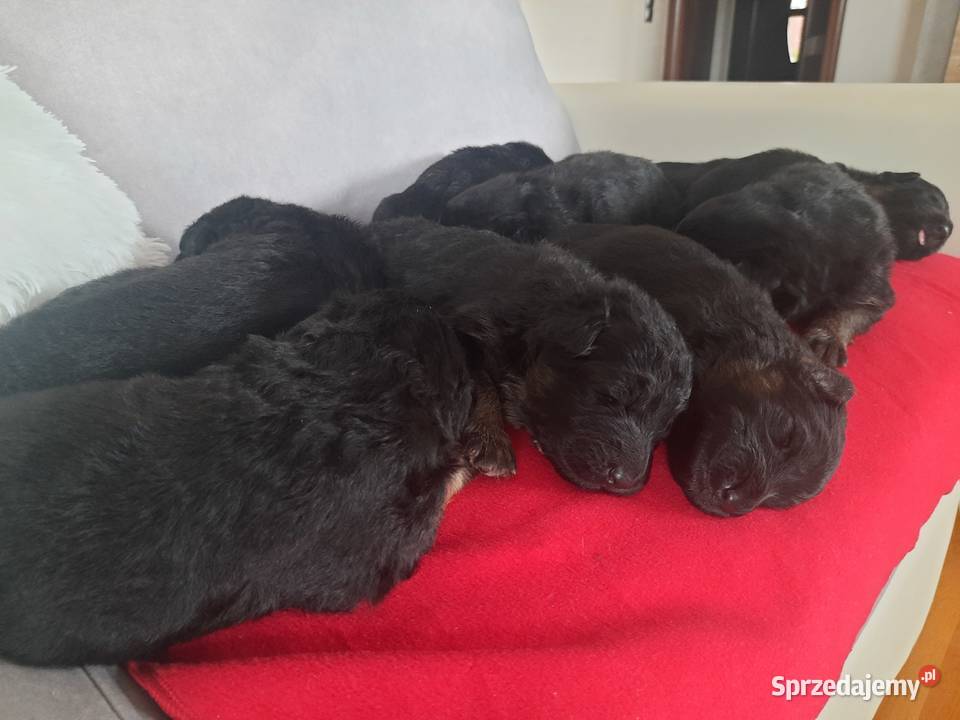 Owczarki niemieckie długowłose Zwierzęta łódzkie