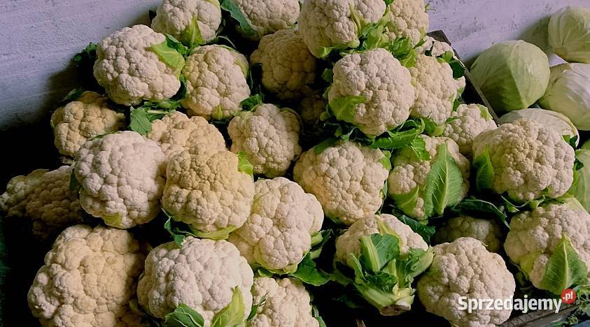 Kalafior mały warzywa Warszawa