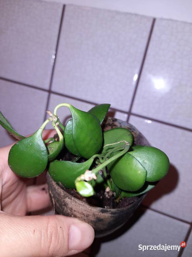 Hoya heuschkeliana ukorzeniona 3 sadzonki hoja