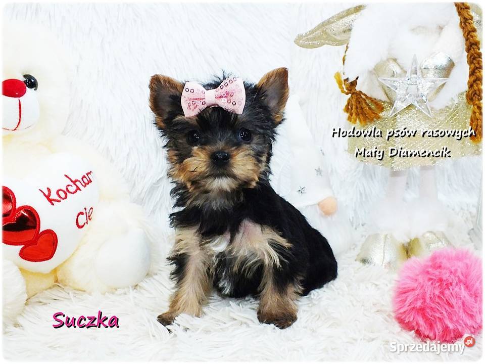 Mini XS Malutka Suczka Yorkshire Terrier Do Żary