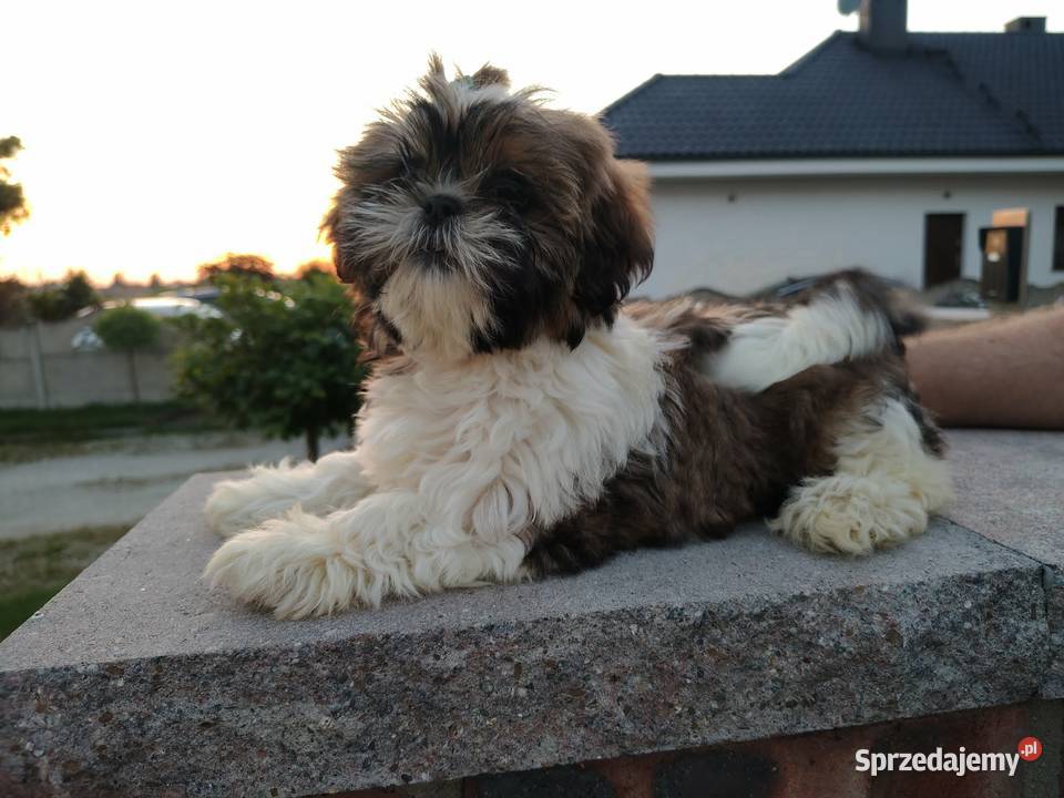 SHIH TZU szczeniaczki