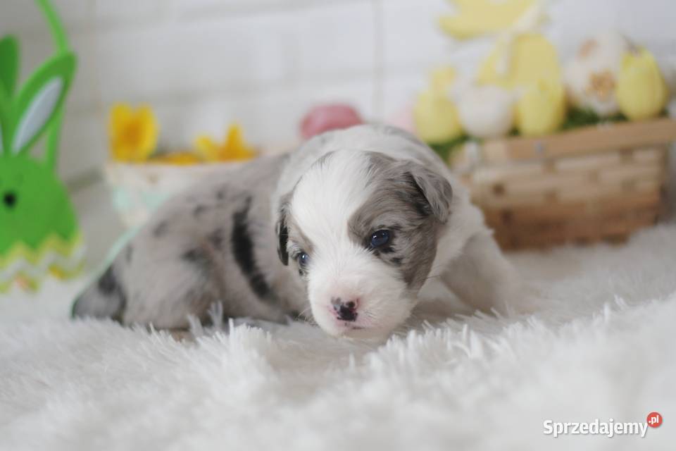 Amerykański Owczarek Miniaturowy FCI Drawno