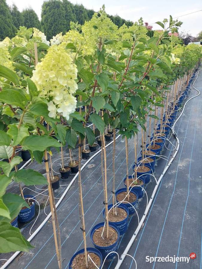 Hortensje Bukietowe na pniu hurt sprzedam Liściaste Tarnobrzeg
