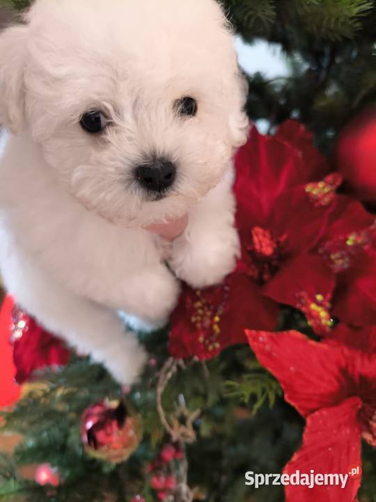 Szczeniaczek Bichon Frise sprzedam