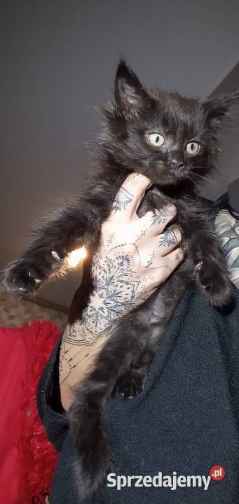 Kocięta Maine coon Częstochowa