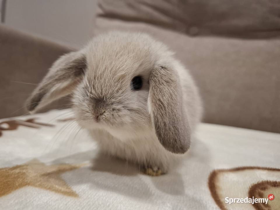 Karzełek baranek mini lop z oklapniętymi uszkami Jarocin