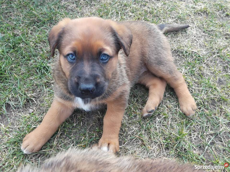 Szczenięta owczarka niemieckiego Owczarek Łomża sprzedam