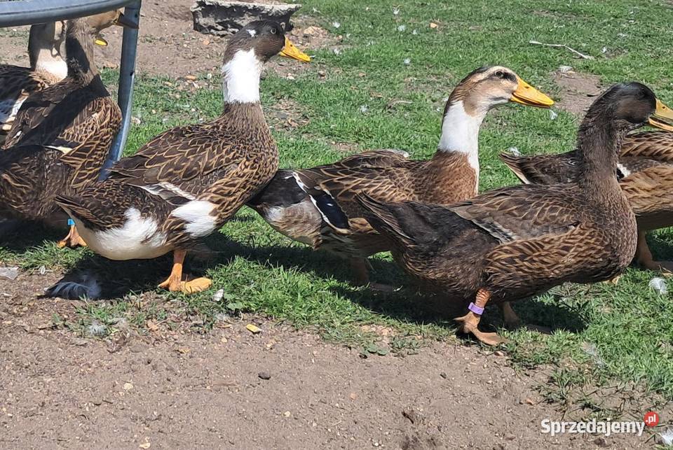 Sprzedam kaczki opolskie