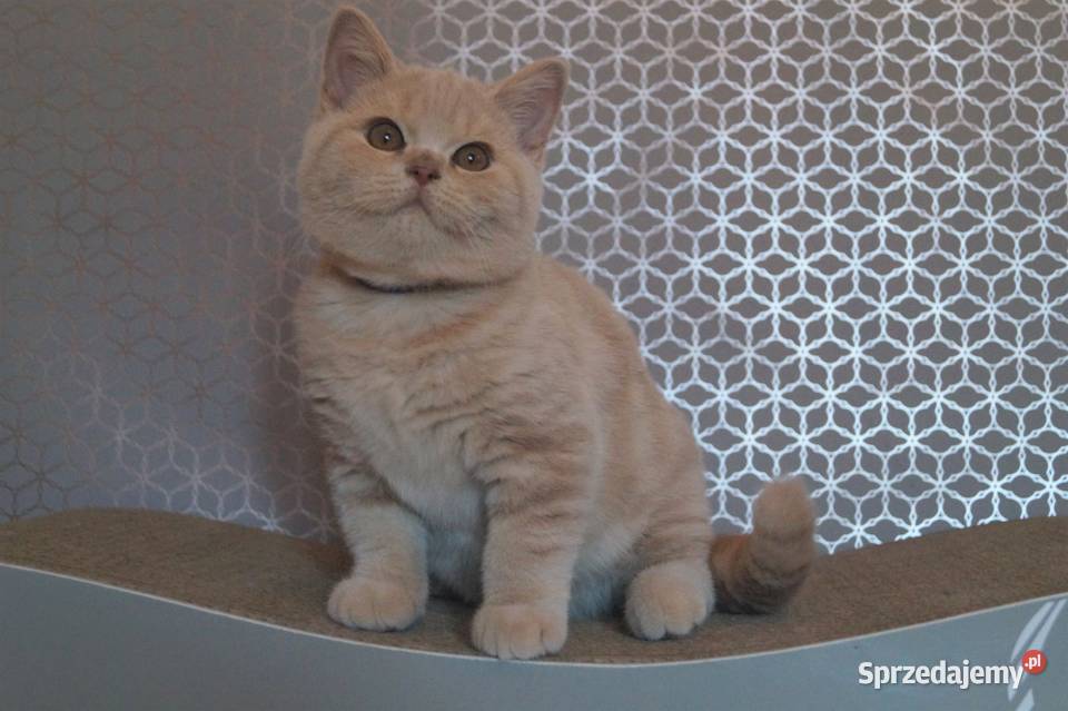 Kocurek Kremowy Brytyjska Rodowód PZFWCF mazowieckie Radzymin