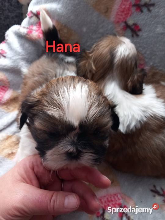 ShihTzu suczka Strzelce Opolskie