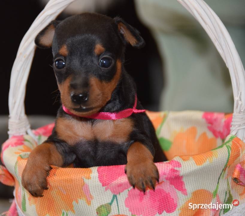 Pinczer miniaturowy szczenięta Zkwp fci Łochów