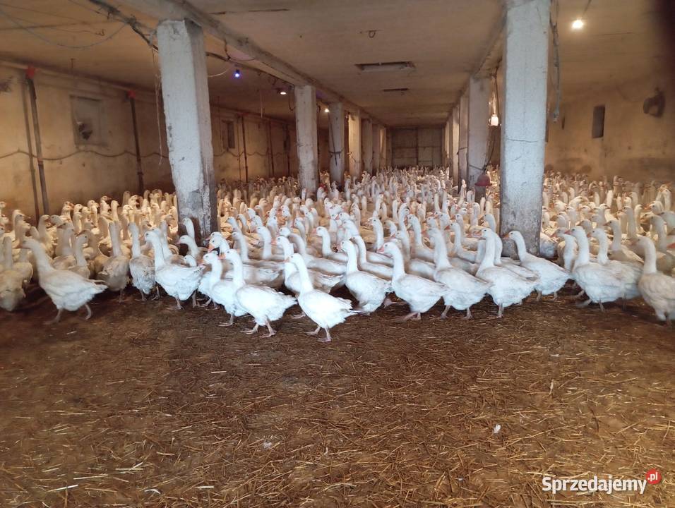 Do wynajęcia obiekt hodowlany 1000m2 silosy Osiecza Pierwsza