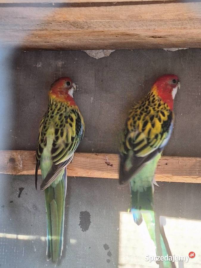 Młode rozelle białolice Szubin sprzedam