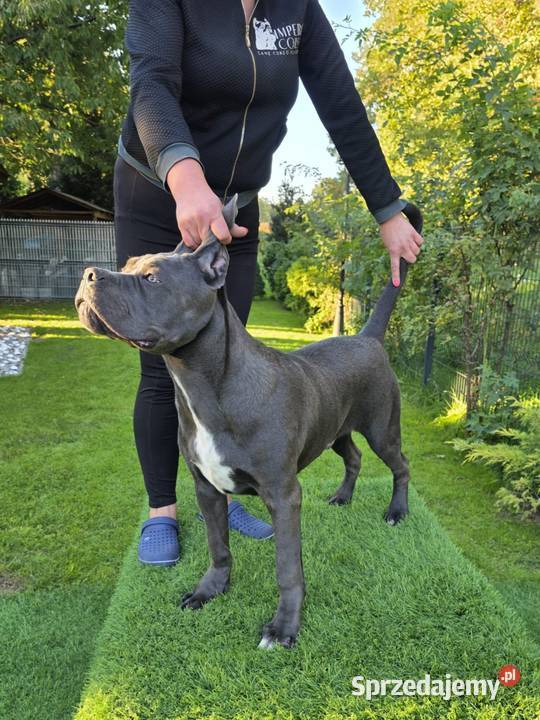 Szczeniaki Cane Corso ZKwP FCI mazowieckie Gończyce
