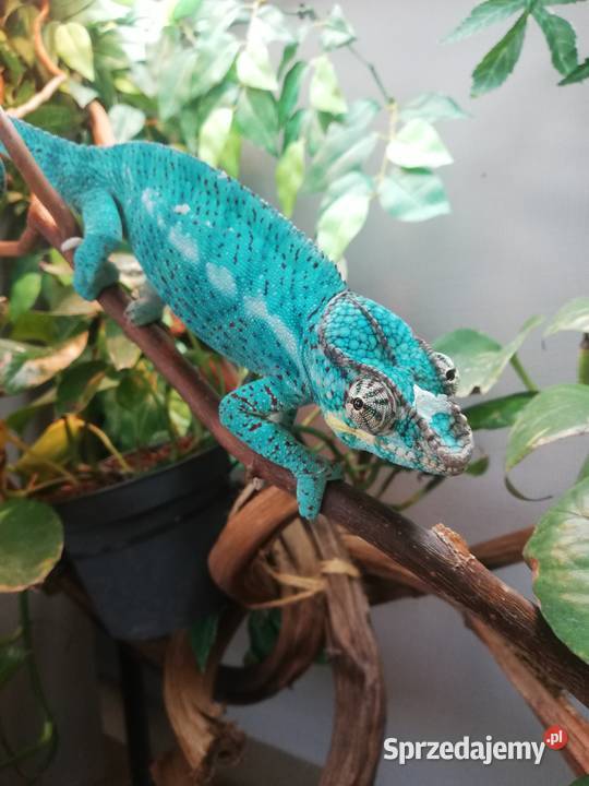 Kameleon lamparci Nosy faly Koszalin