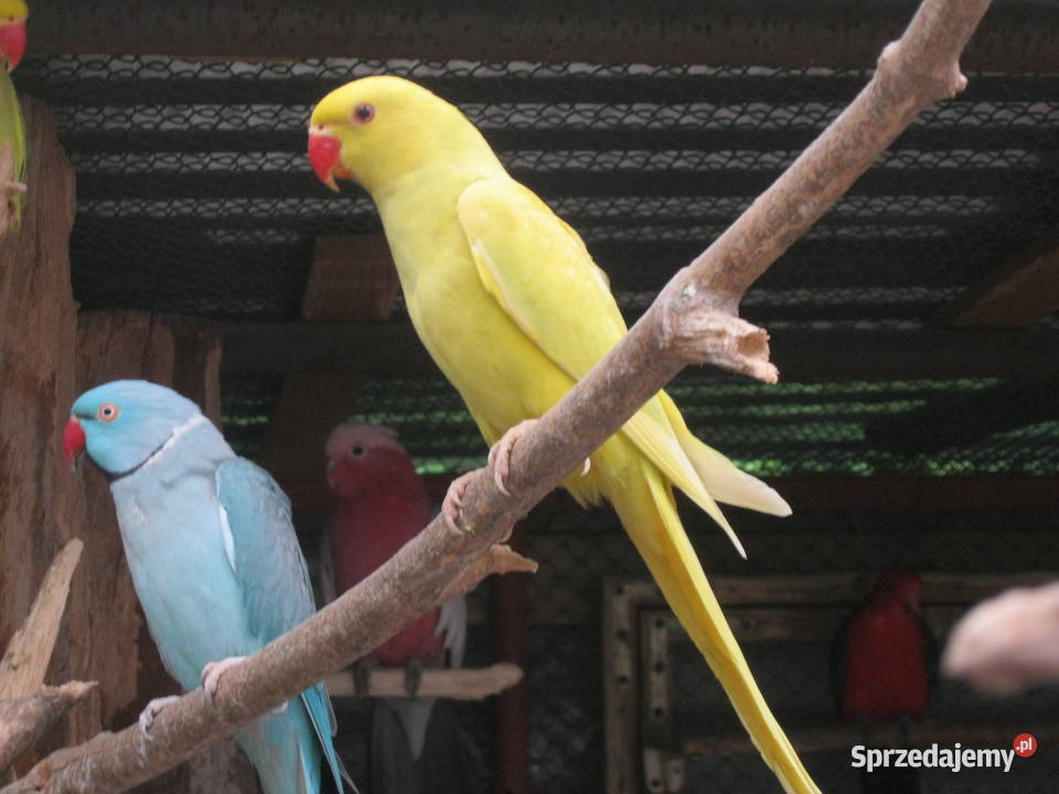 Papugi Aleksandretty 24 i 25 rżółte Ptaki