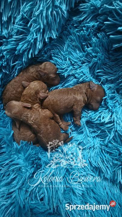 Pudel ToyMiniatura rodzice pakiet badań Sędziejowice sprzedam