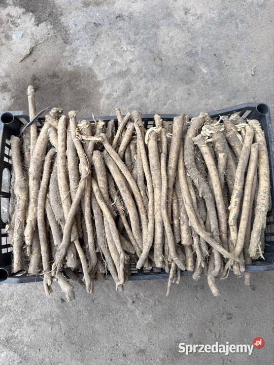 Sadzonka chrzanu łódzkie