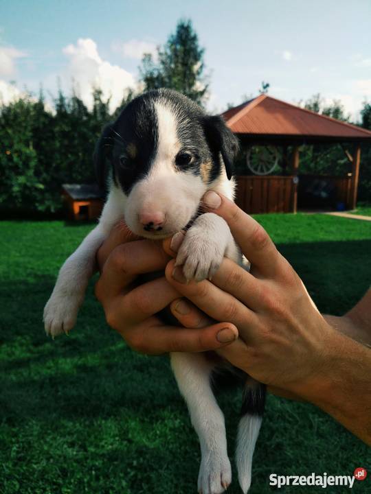 ODDAM mieszańce Owczarka Collie i Dalmatynki Kamienica