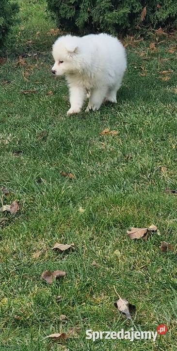 Samoyed samiec
