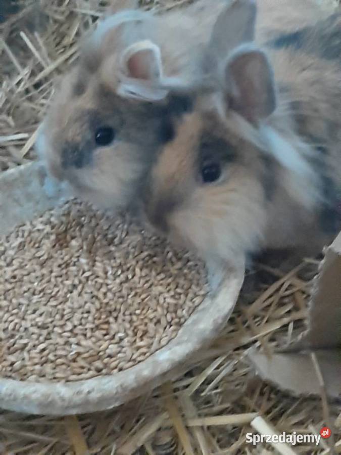 Króliki Lwie głowy Zgierz