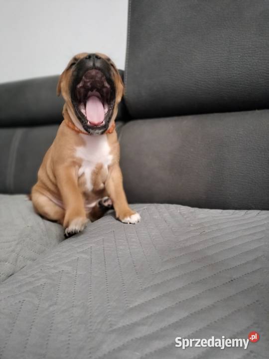 Staffordshire bull terrier staffik Staff ostatni Amstaff sprzedam