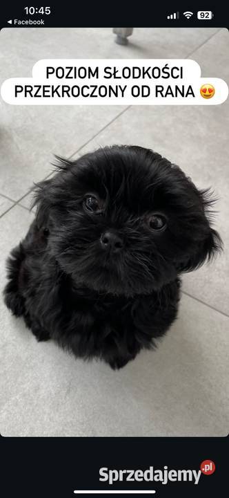 Shih tzu suczka czarna Dopiewo sprzedam