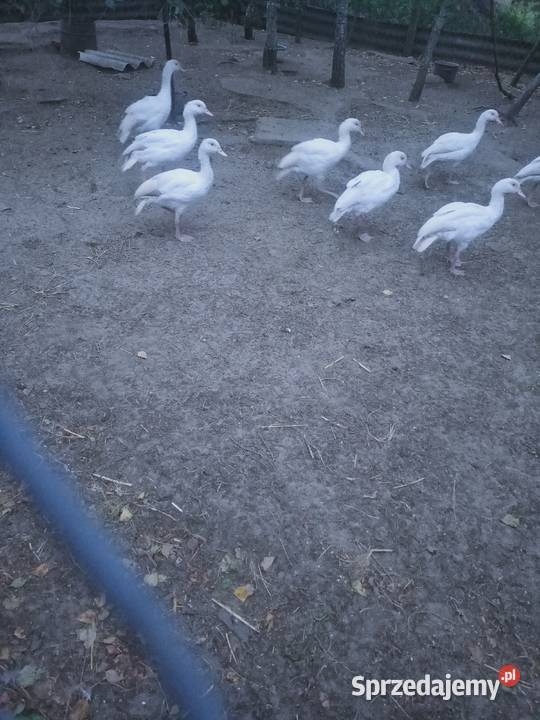 Gęsi egipskie biale pomorskie Główczewice sprzedam