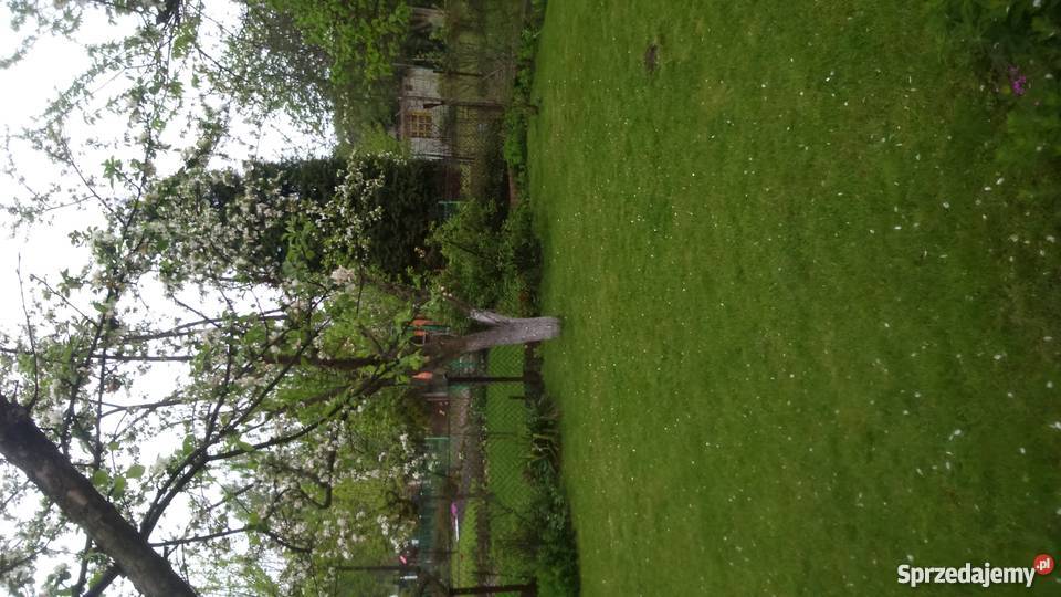 Ogródek działkowy woda