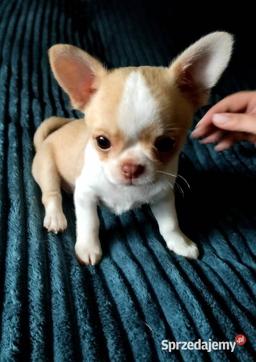 Chihuahua sunia krótkowłosa mini Konin