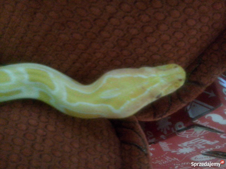 Pyton Tygrysi Albino z terrarium Pozostałe Kłodzko