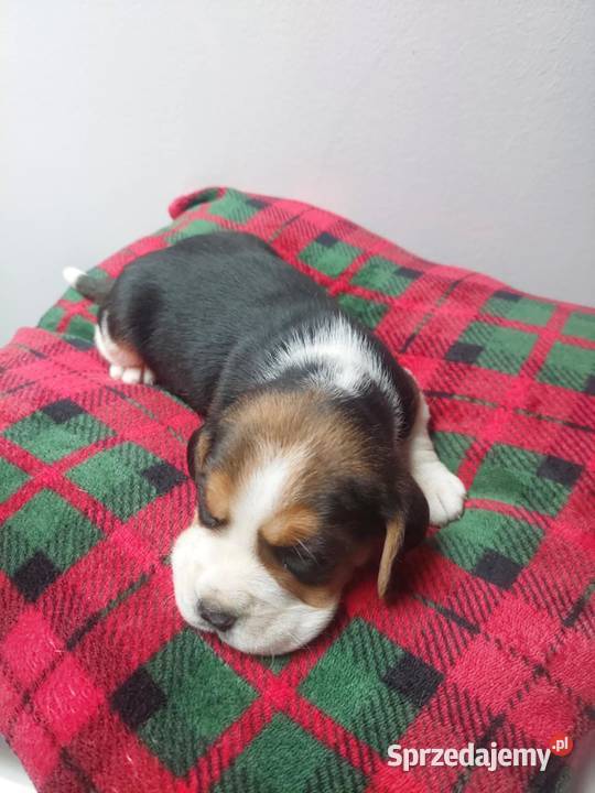 Szczeniaki rasy beagle piesek suczka Kraków
