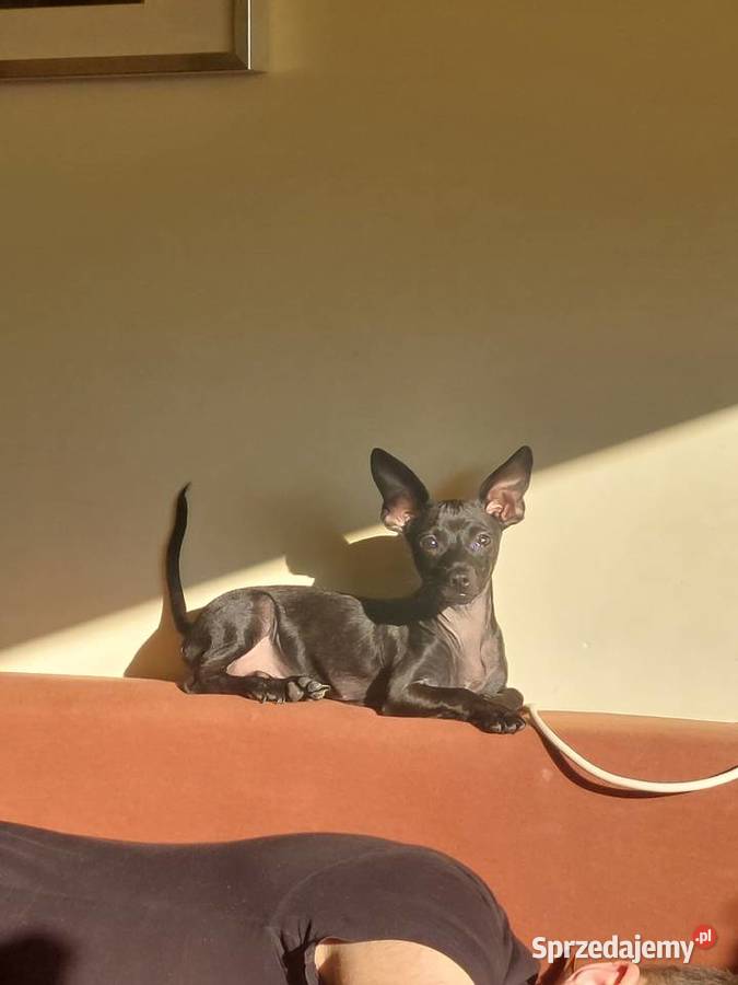 Pinczer Mini sprzedam