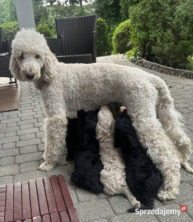 SZCZENIĘTA PUDEL KRÓLEWSKI CZRNE I ZŁOTE Pozostałe Częstochowa