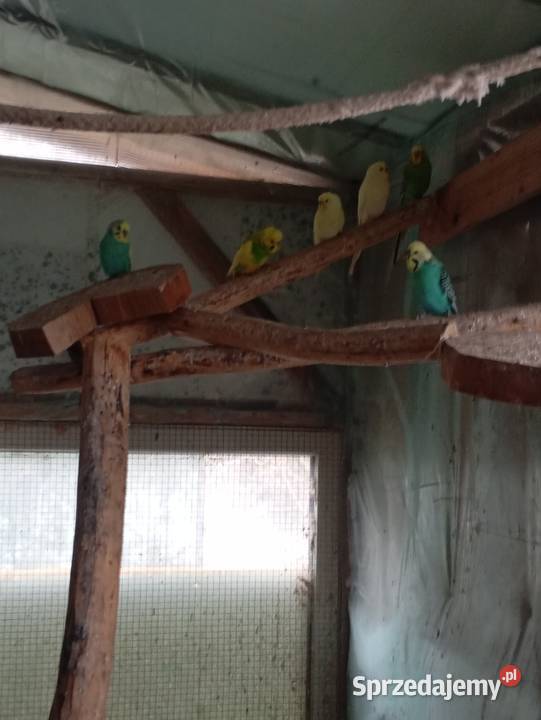 Papugi faliste Kłodzko