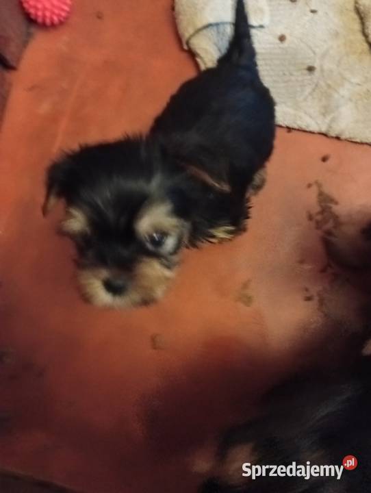 Yorkshire terrier szczenięta lubelskie Krasnystaw