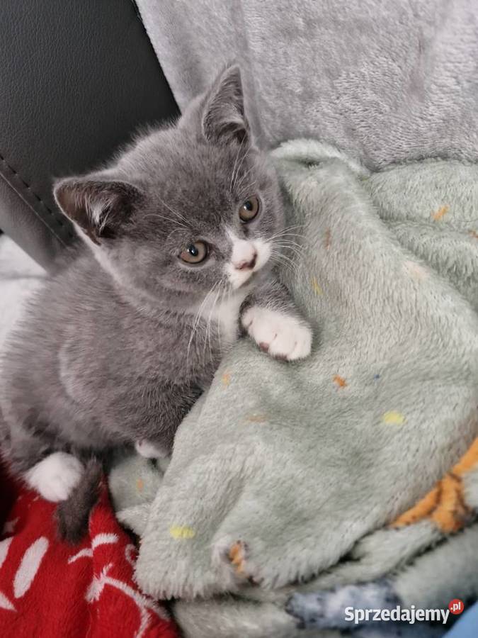 Koty Brytyjskie Lublin