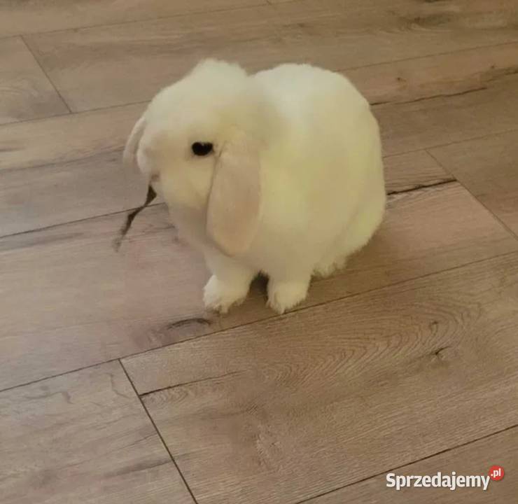 Mini lop wykastrowany legalna hodowla Gryzonie wielkopolskie Turek