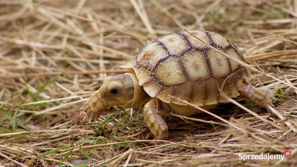 Żółwie pustynne urodzone w 2025 roku (Centrochelys sulcata) Żółwie pustynne urodzone w 2025 roku (Centrochelys sulcata)