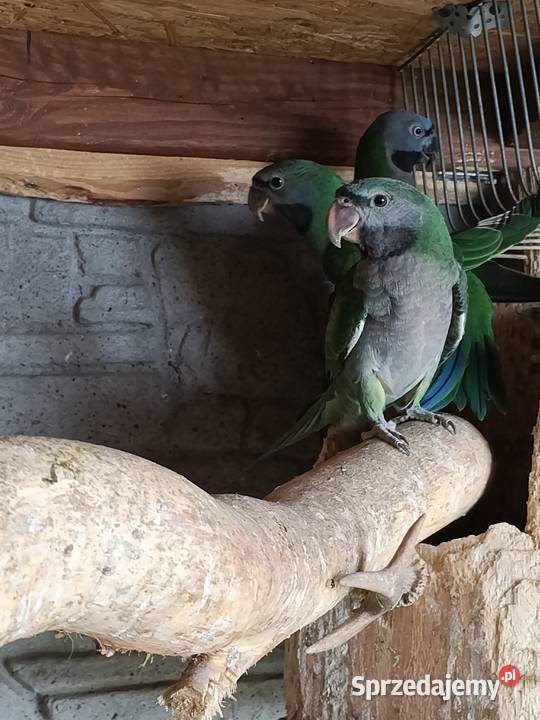 Aleksandretty Chińskie sprzedam