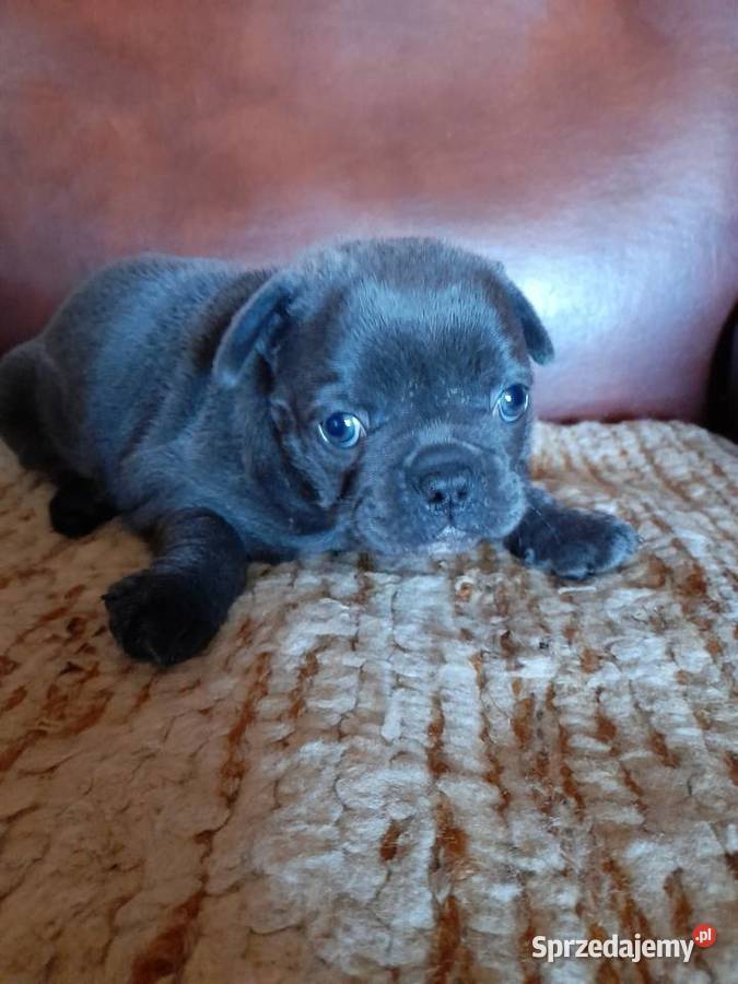 Buldog francuski piesek Augustów
