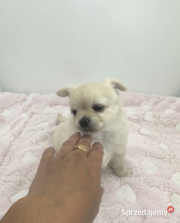 Chihuahua długowłosy FCI Piesek lubuskie