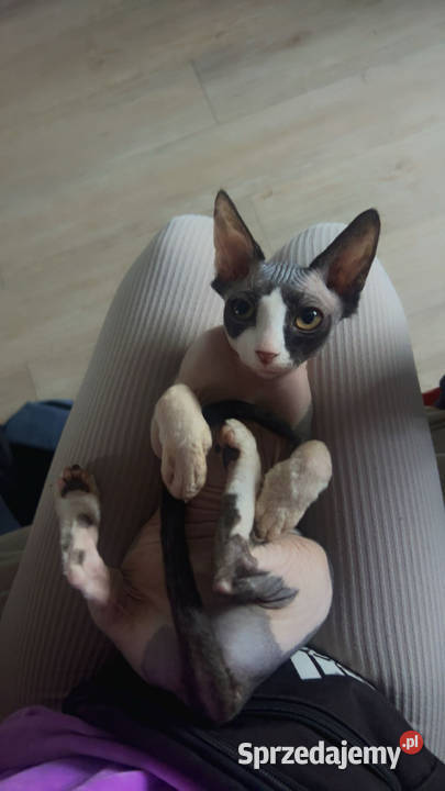 Piękna kotka sfinks do odbioru Łódź