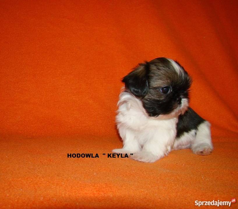 Shih Tzu Cudowny Piesek Maleńkich Rodzicach Shih Tzu