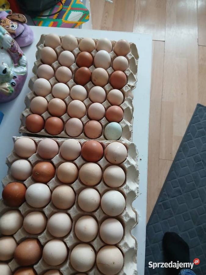 Jajka wiejskie Solec Kujawski sprzedam