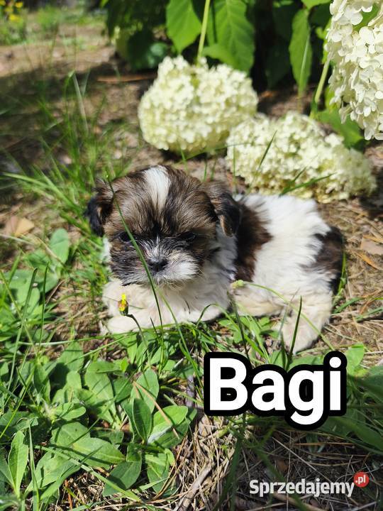 Szczenięta shih tzu Radzymin