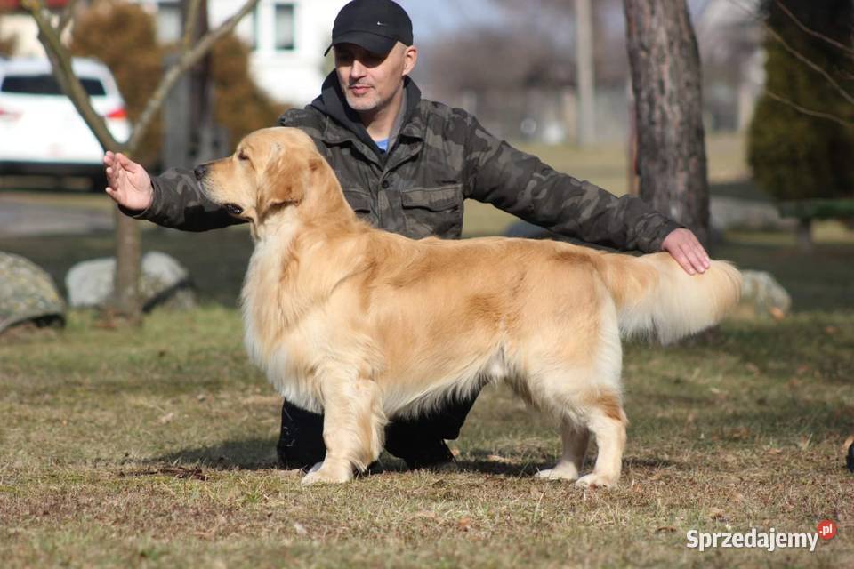 Reproduktor golden retriever ZKWP opolskie Opole usługi dla zwierząt