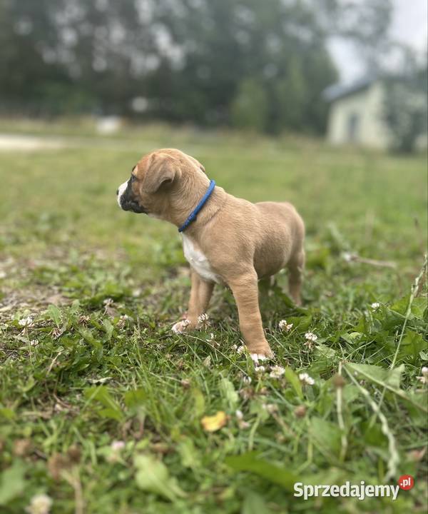 American Pit Bull Terrier piesek Sobków